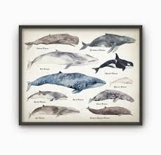 Whales Of The World Art Print Watercolor Whale Painting