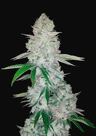 Gorilla glue gives users both a smell and taste that's reminiscent of coffee and mocha notes. Gorilla Glue Auto Feminised Seeds Fast Buds Autoflowering Cannabis Seeds