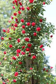 rosebush red roses climbing roses