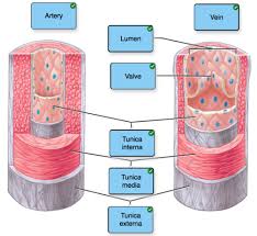An artery (plural arteries) (from greek ἀρτηρία (artēria) 'windpipe, artery') is a blood vessel that takes blood away from the heart to one or more parts of the body (tissues, lungs, brain etc.). Chapter 20 Lecture 1224 Hw Flashcards Quizlet