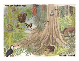 There are different levels of. Amazon Rainforest Of South America