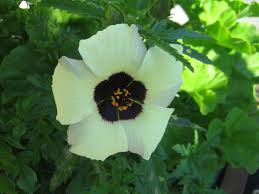 This site contains information about types of purple flowers with 5 petals. 5 Petal Cream Flower Is A Hibiscus
