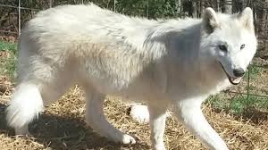 The siberian husky come in many different colors which include black & white, red & white, gray & white and pure white. Wolfdog Misrepresentation Southern Ohio Wolf Sanctuary Inc Wolfdogs