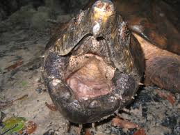Information About Snapping Turtles