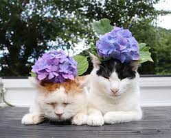 Likes some humidity and grows large leaves up to 30 inches tall. Two Cats Enjoy Relaxing With Flowers On Their Heads Boing Boing