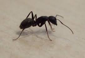 native versus invasive ants