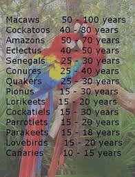 Bird Info On Lifespan Parrot Parrot Toys Pet Birds