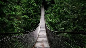 hd wallpaper forests bridges natural