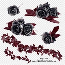 black rose png images pngwing