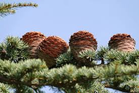 Кедър (cedrus sp.) представлява род вечнозелени, иглолистни, мощни дървета това са хималайският кедър и ливанският кедър. Livanski Kedr Cedrus Libani Bezplatni Fotografii Na Pixabay