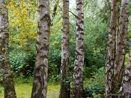 anthropologie birch tree wallpaper