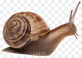 snail png images pngwing