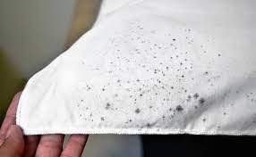 This is the new ebay. How To Get Mould Stains Out Of Fabric The Canberra Times Canberra Act