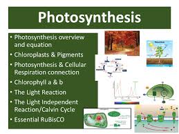 Photosynthesis Student Presentation