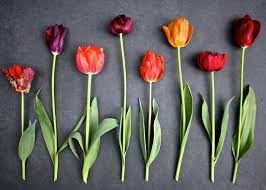 Is It Too Late To Plant Tulip Bulbs gambar png
