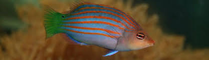 10 Best Saltwater Aquarium Fish For Beginners Home Aquaria