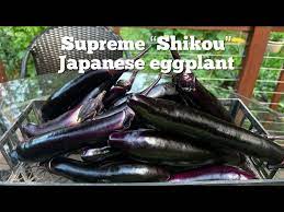 shikou eggplant harvest ready and tips