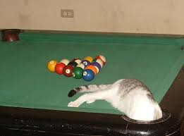 Image result for cats laying by pool