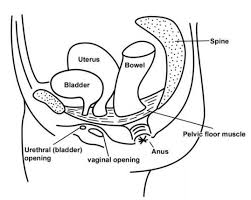 pelvic floor exercises and advice for