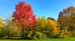 Best Deciduous Trees For Australian Gardens