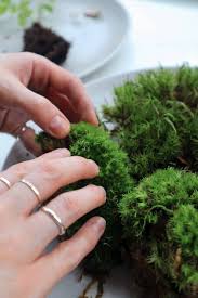 terrarium moss the secret to a vibrant