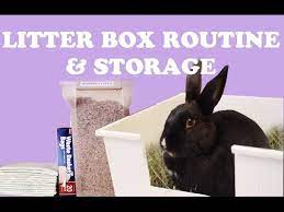 rabbit litter box set up routine