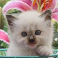 They are said to be more interested in humans than. Usadolls Ragdoll Kittens Doll Face Ragdoll Kittens For Sale Texas
