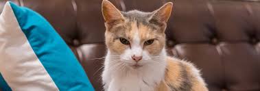 I don't know why though, i guess someone just made it up. What Is A Senior Cat How To Spot Signs Of Aging In Cats Hill S Pet