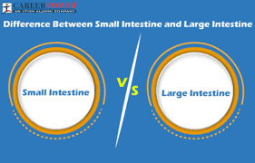 small intestine and large intestine