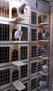 race thousands of homing pigeons