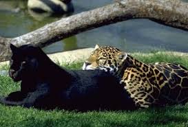for i am the black jaguar