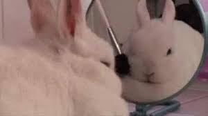 bunn beauty tutorial rabbits dd