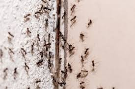 natural remes for ant bites