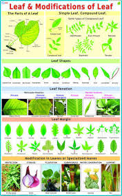 Leaf Modification Chart