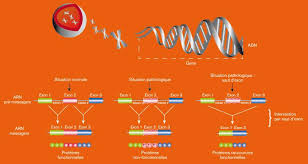 Mutation du gène cftr du bras long de k7 le. Therapie Genique Inserm La Science Pour La Sante