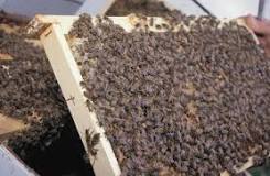 Why beeswax is cruel?