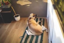 baking soda on carpet for dog urine