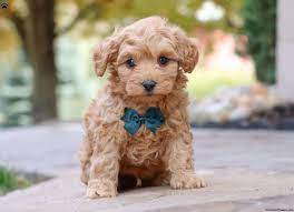 schnoodle puppies greenfield