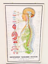 Autonomic Nervous System Pull Down Chart Medical Art