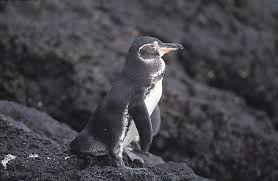 13 penguins mate for life famous sayings, quotes and quotation. Galapagos Penguins The Archipelago S Snazziest Species