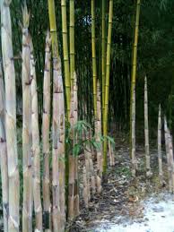 Giant Bamboo Plants