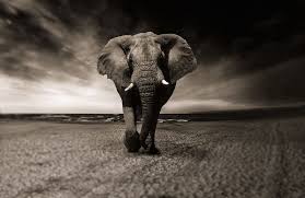 african elephant 1080p 2k 4k 5k hd