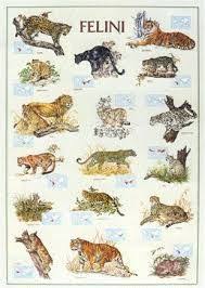 Image Result For Big Cat Size Comparison Chart Big Cats