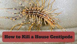 house centipedes dengarden