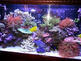 Metal Halide And T5 Grow Corals Better Than Led And Cost Less Why Not Keep It Old School Marine Depot Blog