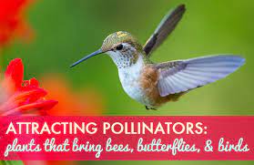 how to attracting pollinators flowers