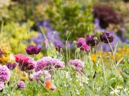 21 Stunning English Cottage Garden Flowers