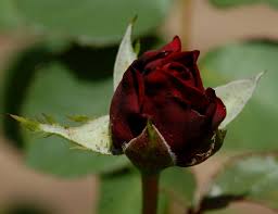 11 obscure facts about roses
