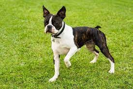 how much do boston terriers cost 2024