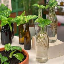 water plant in glass plants